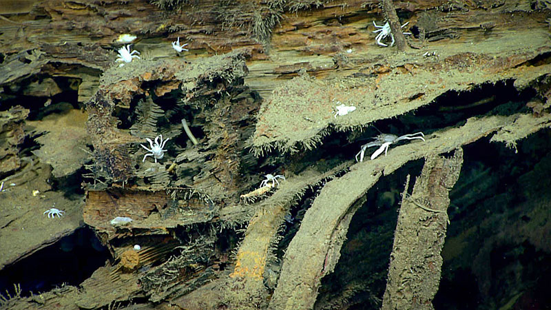 Numerous Munidopsis squat lobsters were observed on the unidentified wreck.