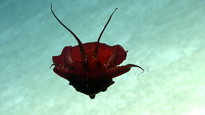 When this currently unidentified squid (possibly Discoteuthis sp.) was observed, it appeared to be curled in upon itself with its arms folded in what may be a defensive posture. What appears to be the beak is visible towards the lower part of the center of the animal and is slightly lighter in color than the body. The behavior seen in this picture was described as “probably the most bizarre squid I’ve ever seen” by our cephalopod expert, Mike Vecchione. 