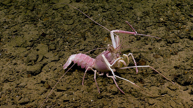 This blind lobster (Acanthacaris caeca) was observed at ~675 meters (~2,215 feet). While we had gotten several images of these animals in burrows earlier in the dive, we found this lobster completely in the open close to the mound summit. The way it holds its pincers open is characteristic of this species.