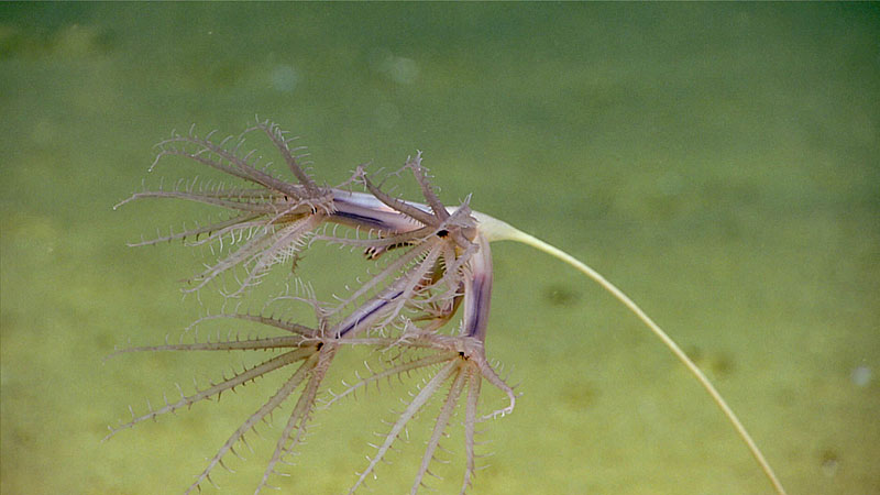 One of the most commonly observed organisms on Dive 05 was this sea pen, an Umbellula species with four large polyps. This is a type of octocoral, a colonial animal with polyps that bear eight tentacles. The black spots in the center of each polyp are the mouths. The polyps are joined at the base, share a stomach, and there is an internal skeleton in the long rod that attaches to the bottom. This animal is specialized to live in soft sediments and stays in place by inserting a bulb into the sediment.