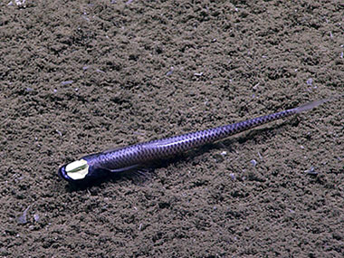 D2’s lights were turned off to see if this Ipnops murrayi tripod fish exhibited bioluminescence in its eyespots. It did not, which provides very valuable information in understanding the function of these conspicuous eyes.