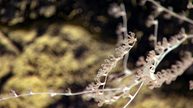 This bamboo coral (Keratoisis sp.) was oriented perpendicular to the current, which can be advantageous to polyps in order to catch plankton. 