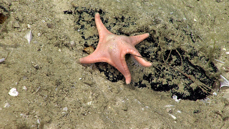 A goniasterid seastar, possibly a Circeaster sp. or Sibogaster sp., was seen feeding on a Bathypathes sp. black coral – this is the first time a sea star has ever been recorded feeding on a black coral.