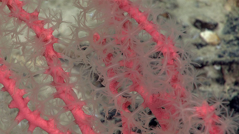 Bubblegum corals (Paragorgia sp.) like this get their common name from their bulbous branch tips.