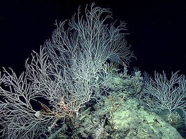 A very high density of bamboo corals and glass sponges were observed towards the end of the dive. To date, these are among the deepest high-density communities recorded in the Gulf of Mexico.