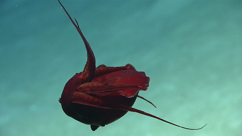 This squid had many researchers stumped. It was in a strange posture and was damaged; its long tentacles were missing and the ventral arms were mostly gone. The current best guess is that it belongs to the species Discoteuthis discus in the family Cycloteuthidae. However, that species has never previously been observed alive, and therefore it is unknown if this behavior in a contorted posture is common in this species.