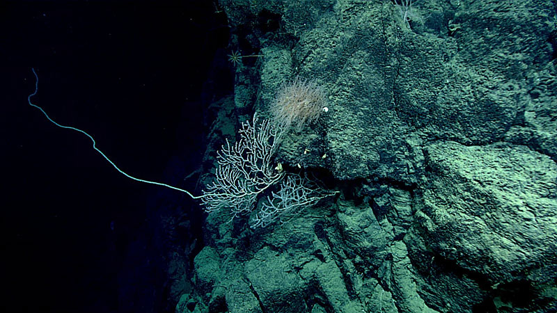 Image of steeply inclined exposed rock on the Florida Escarpment from Dive 11 of the Gulf of Mexico 2018 expedition. 