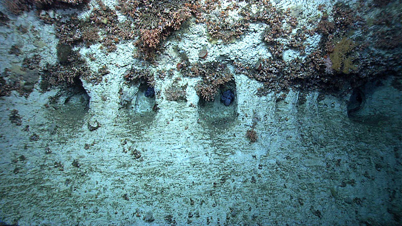 Steep slopes and water flow create sediment-free habitats for deepwater animals. Here in East of Veatch Canyon, small cave-like features have been eroded in a wall in which octopus brood their eggs while corals grow from the overhang above them.