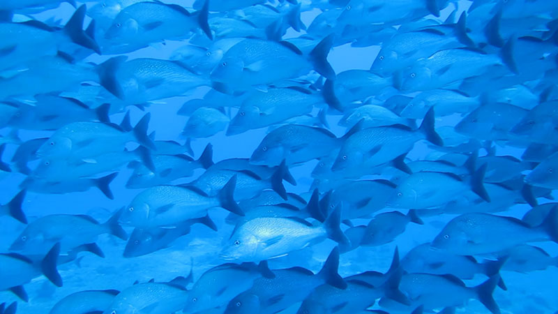 Spawning aggregation of White Margates (Haemulon album) located at El Seco bank off the western coast of Puerto Rico. Image courtesy of Richard Nemeth, University of the Virgin Islands.