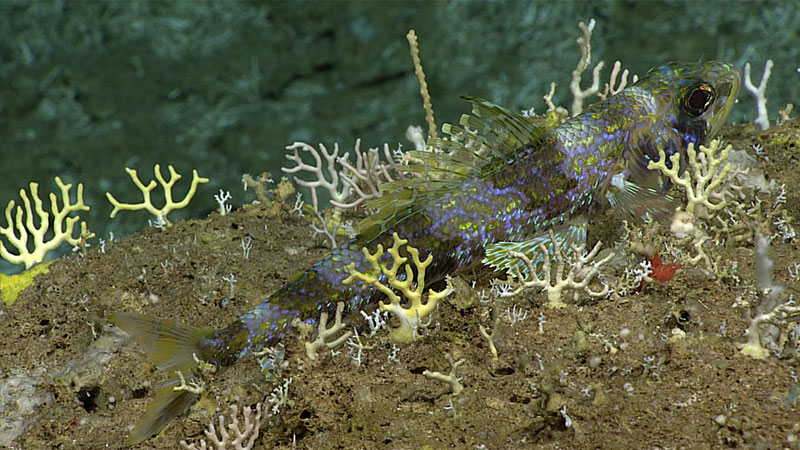 This yellowfin flagfish was photographed between a colony of lace corals during a 2018 expedition to collect information on unknown and poorly understood deepwater areas surrounding Puerto Rico and the U.S. Virgin Islands.