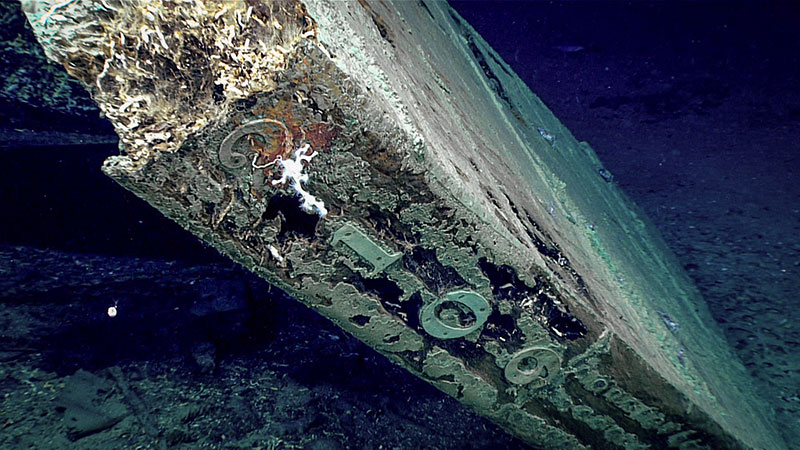 The rudder of the Vernon Basin shipwreck.