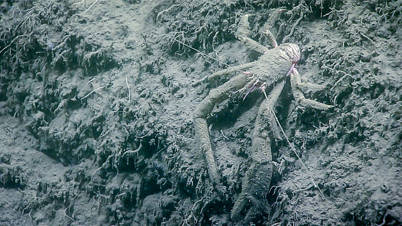 Most of today’s dive was over a soft sediment seafloor.