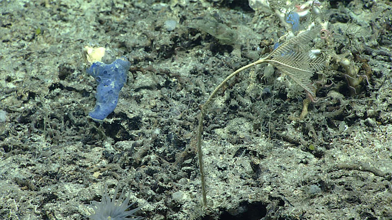 This observation of stalked crinoid, probably Democrinus rawsoni, may be the northernmost specimen of this species ever recorded, but the taxonomy of the genus requires revision.