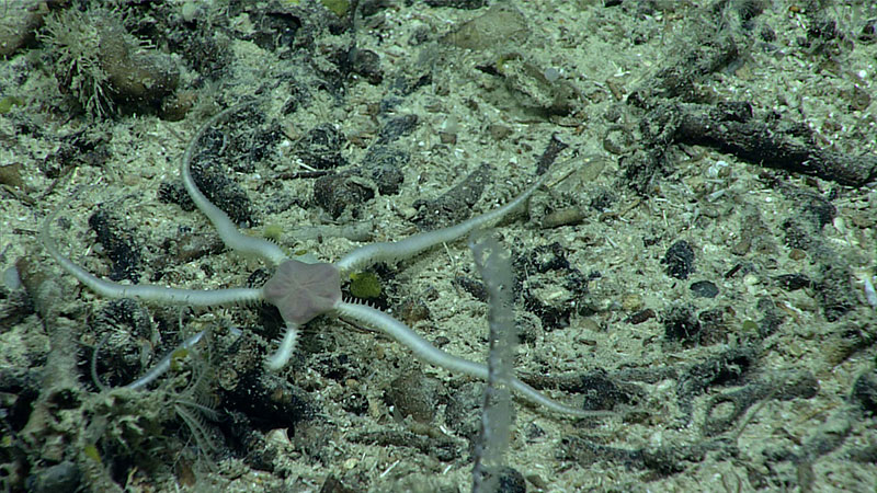 Brittle star