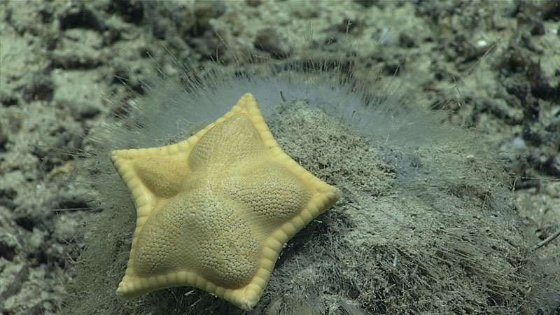 Plinthaster dentatus - the spongivorous cookie star!