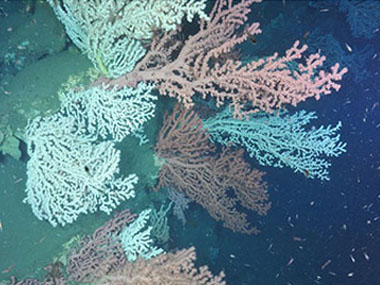 Beautiful coral gardens, dominated by the bubblegum coral <em>Paragorgia arborea</em>, were observed in Heezen Canyon (left) in U.S waters and Corsair Canyon on the Canadian side of the border.