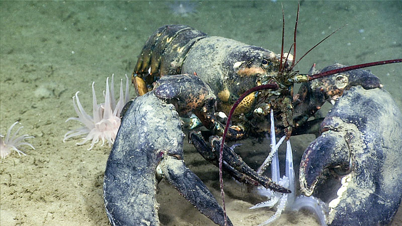 A lobster bites down on squid tentacles during the third dive of Deep Connections 2019 expedition on August 31, 2019.