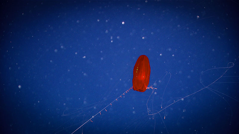 The water column is the largest, yet one of the most underexplored, habitats on the planet. Efforts by our office to explore this vast realm, including midwater exploration conducted during expeditions on NOAA Ship Okeanos Explorer, are helping us understand the importance of the huge biomass that lives in the water column and its importance to the global carbon and other biogeochemical cycles. In this image, a potentially undescribed ctenophore floats gracefully in the water column during a Deep Connections 2019 expedition dive.