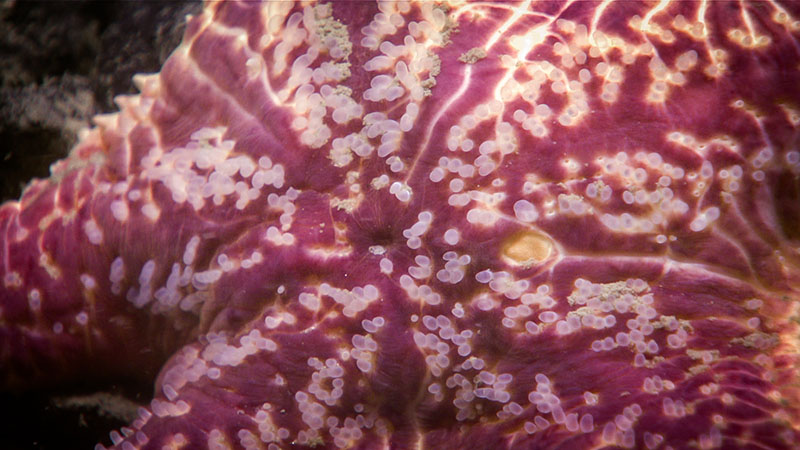 An interesting color morph of the sea star Chondraster grandis. These sea stars, which are usually a rare sight, are particularly abundant in canyons of the Northeast Atlantic.