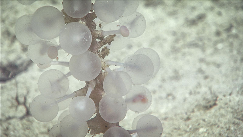 This carnivorous demosponge was one of two collected from the genus Chondrocladia during Dive 09 of the 2019 Southeastern U.S. Deep-sea Exploration as possible new species.