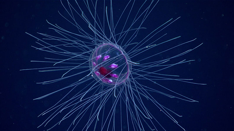 This colorful jellyfish (Crossota millsae) put on quite a show for the lucky viewers who watched its water column acrobatics while it was feeding during Dive 07 of the 2019 Southeastern U.S. Deep-sea Exploration.