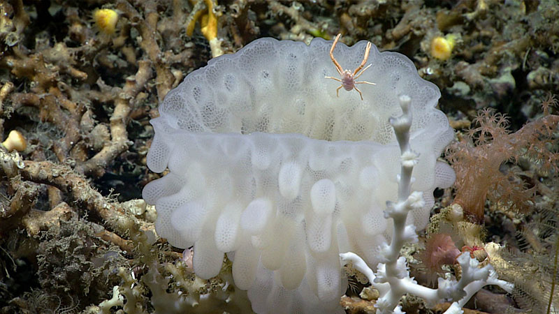 This squat lobster and glass sponge were seen during Windows to the Deep 2018.