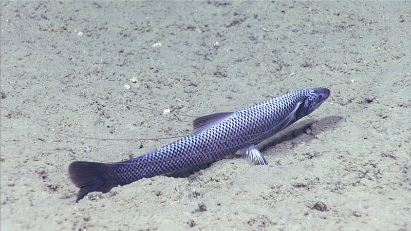 octocoral