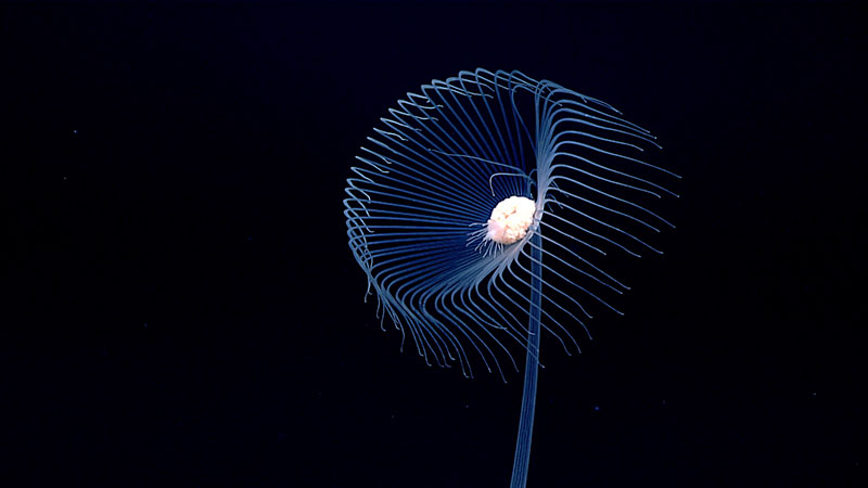 This beautiful solitary hydroid in the family Corymorphidae was imaged at a depth of 2,563 meters (8,409 feet) during Dive 07 of the 2021 North Atlantic Stepping Stones expedition.