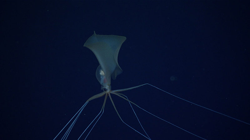 Bigfin squid