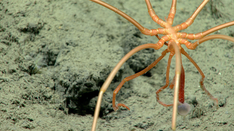 This pycnogonid, or sea spider, was seen snacking on what may have been a jellyfish during the fourth dive of the 2023 Shakedown + EXPRESS West Coast Exploration expedition at a depth of 2,348 meters (7,703 feet). Despite their common name, sea spiders are actually not "true" spiders.