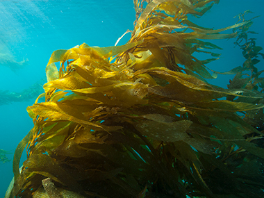 In 2015, the Northern Chumash Tribal Council nominated an area off the central coast of California to become a national marine sanctuary. NOAA’s proposed Chumash Heritage National Marine Sanctuary would stretch along 134 miles of coastline from Montaña de Oro State Park in San Luis Obispo County to Naples, California, along the Gaviota Coast in Santa Barbara County, and would encompass 5,617 square miles.