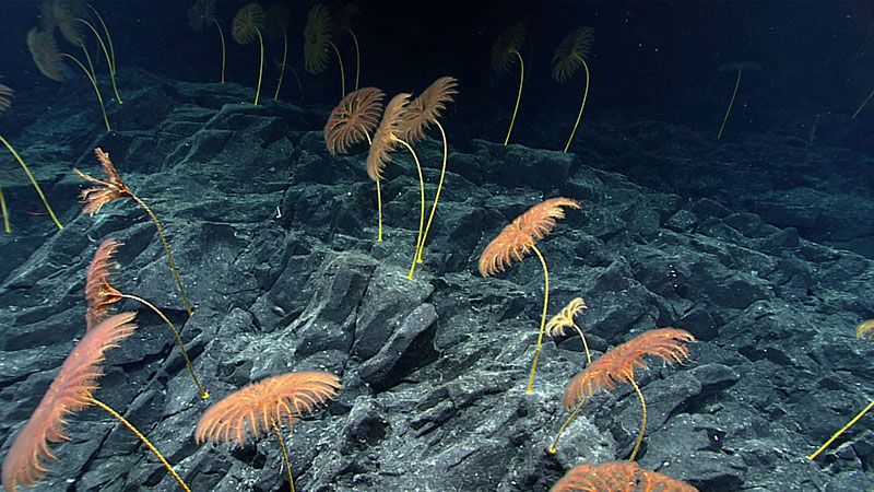 Underwater scene of crinoids with feathery arms on a rocky seabed.