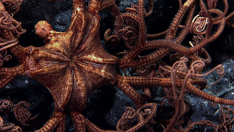 Close-up of a reddish-brown brittle star with coiled arms on a dark rocky background.