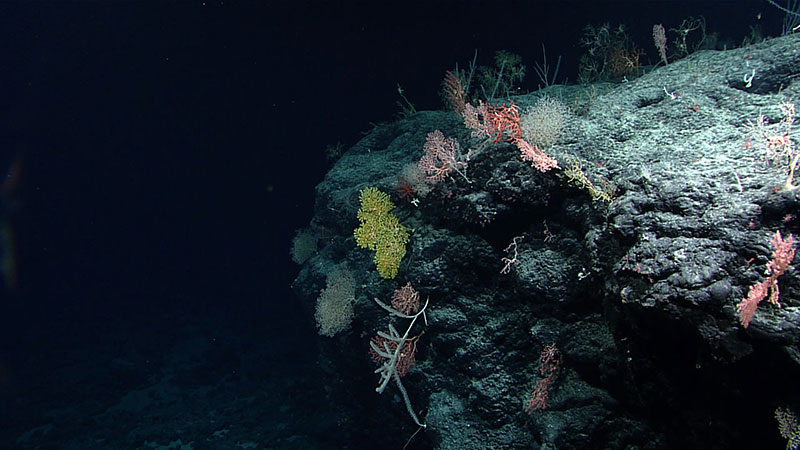 Underwater scene with colorful corals on a rocky seafloor.