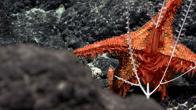 Orange sea star on dark ocean floor with white metal frame in front.