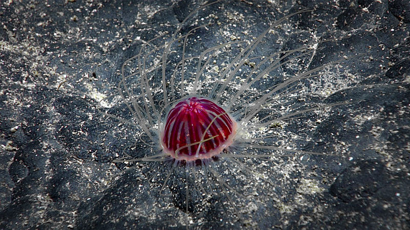 A red jellyfish with white tentacles on a dark, textured surface.