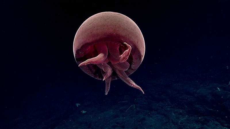 A red jellyfish floating in a dark ocean.