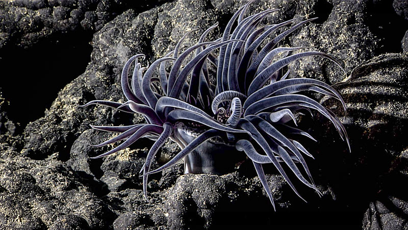 Sea anemone with dark purple tentacles on a rocky background.