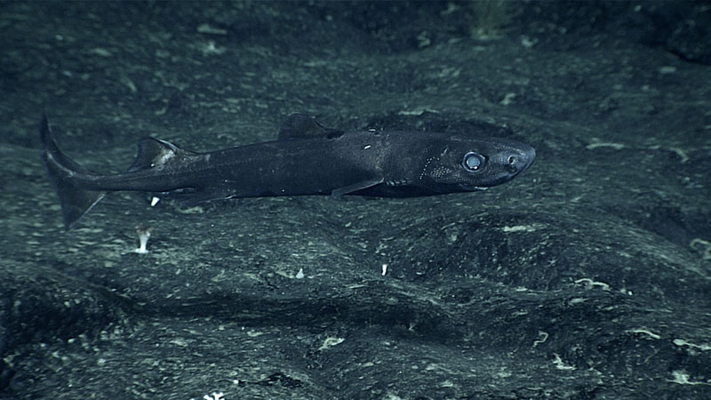 Deep-sea shark swimming above a dark, rocky seabed.