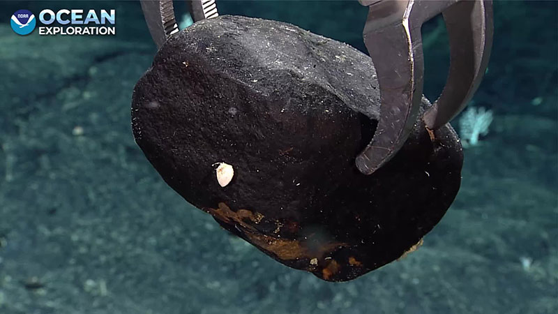 Rock held by a metallic claw underwater, with a white shell attached.
