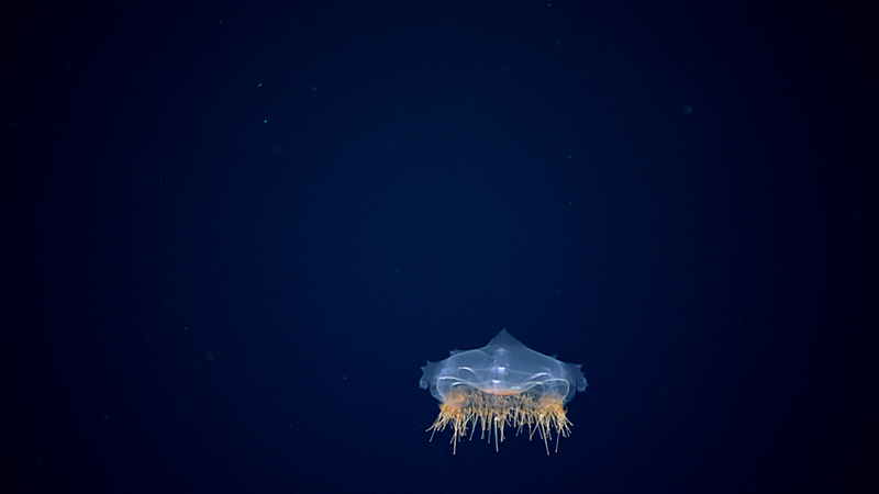 A translucent jellyfish with yellow and orange tentacles in deep blue ocean water.