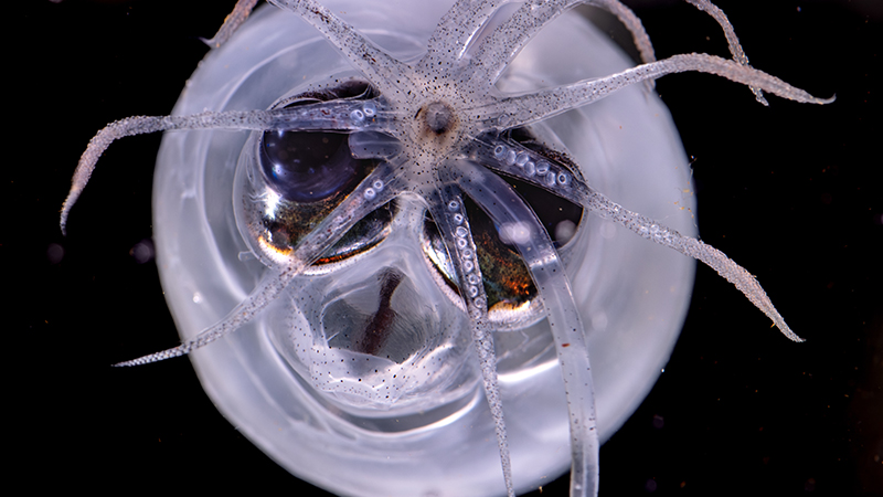 Close-up of a translucent cephalopod with multiple tentacles and visible dark eyes against a dark background.