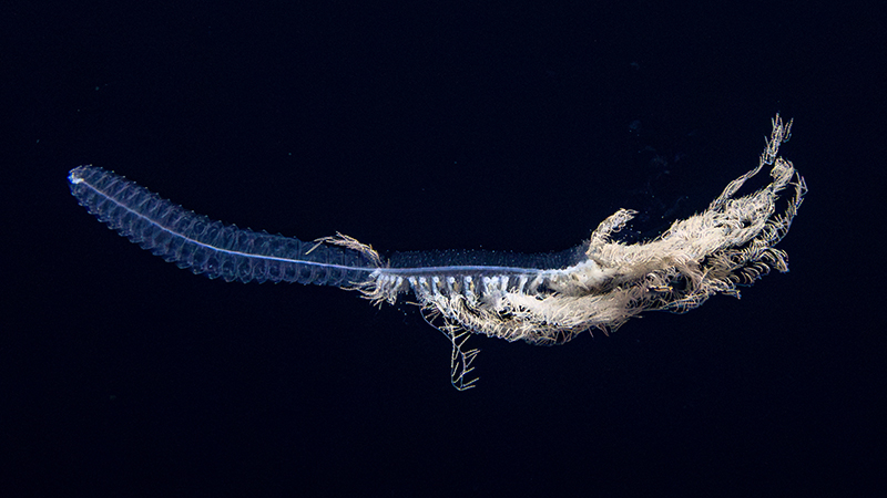 Translucent marine organism with segmented body and fringed tendrils against a dark background.