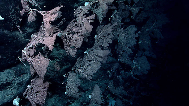 Delicate feather-like corals in varying shades of pink and mauve on a dark seabed.