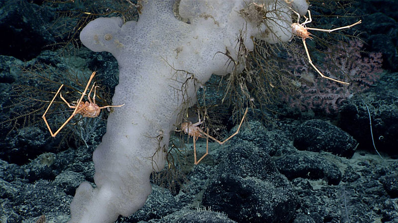 A deep-sea sponge with long-legged squat lobsters clinging to it, surrounded by dark rocky seabed.