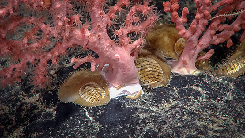 Pink corals and brown mollusks on a dark rocky seabed underwater.