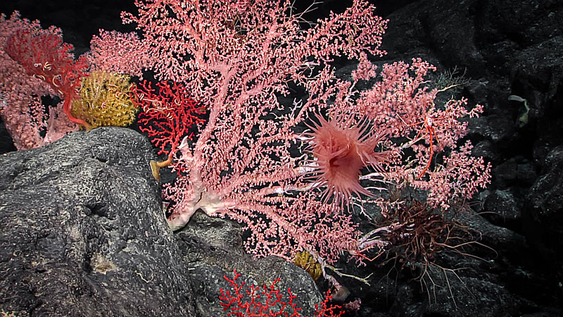 Pink coral and red sea anemone on a dark rocky underwater surface.