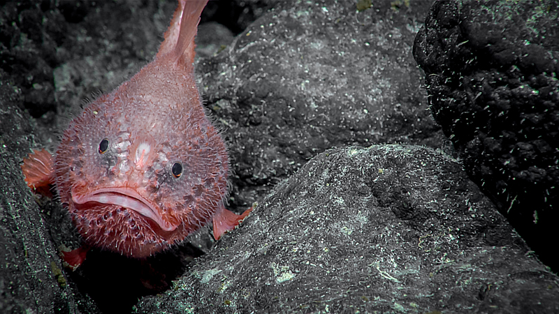Pinkish-red fish with a rounded body and distinct frown resting on dark rocks underwater.
