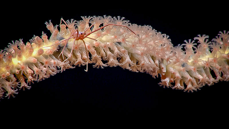 A close-up of a marine arthropod on a coral branch.