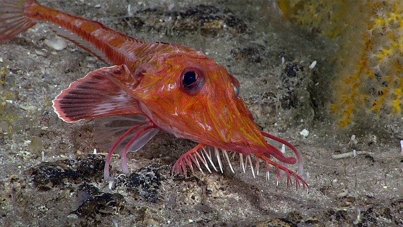 Longnose searobin on the ocean floor with finger-like appendages and vivid colors.